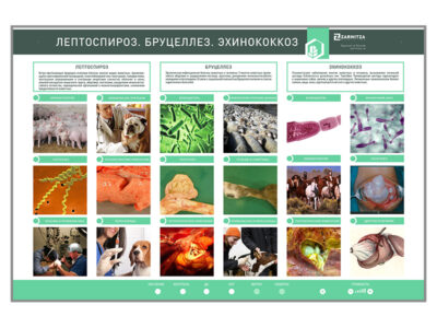 Электрифицированный стенд «Лептоспироз. Бруцеллез. Эхинококкозы»