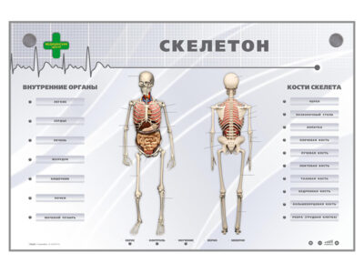 Электрифицированный стенд-тренажер "Скелетон"