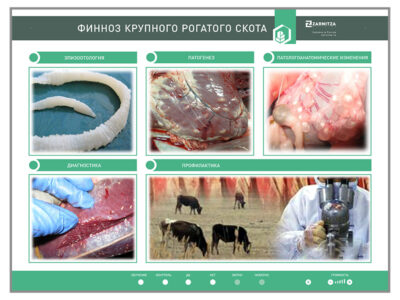Электрифицированный стенд "Финноз крупного рогатого скота"