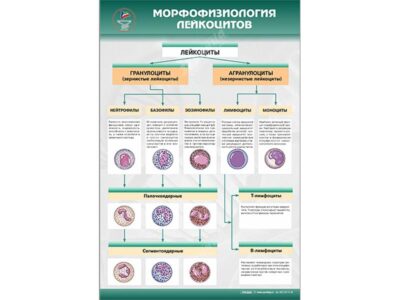 Стенд "Морфофизиология лейкоцитов"