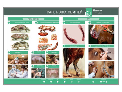 Электрифицированный стенд  «Сап. Рожа свиней»