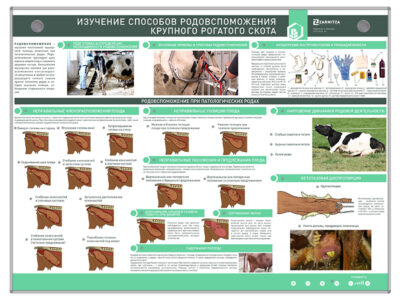 Электрифицированный стенд "Изучение способов родовспоможения крупного рогатого скота"