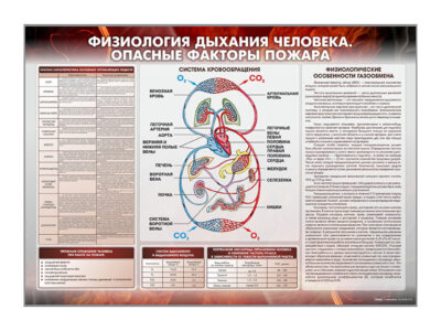 Стенд "Физиология дыхания человека. Опасные факторы пожара"