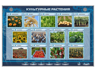 Электрифицированный стенд "Культурные растения"