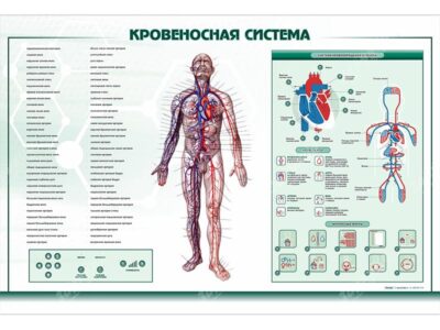 Интерактивный светодинамический стенд "Кровеносная система"