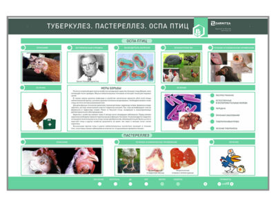 Электрифицированный стенд  «Туберкулез. Пастереллез. Оспа птиц»