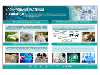 Сборный электрифицированный стенд "Клонирование растений и животных"
