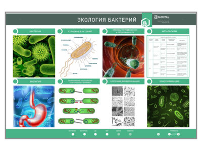 Электрифицированный стенд «Экология бактерий»