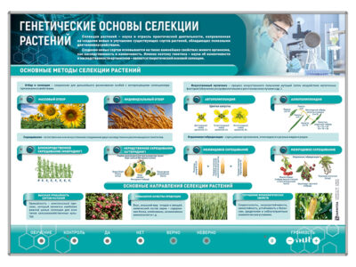 Электрифицированный стенд "Генетические основы селекции растений"
