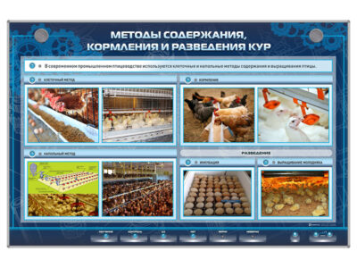 Электрифицированный стенд  "Методы содержания, кормления и разведения кур"