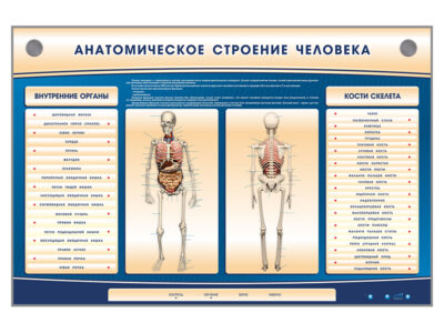 Электрифицированный стенд-тренажер c макетом скелета "Анатомическое строение человека"