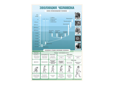 Стенд "Эволюция человека"