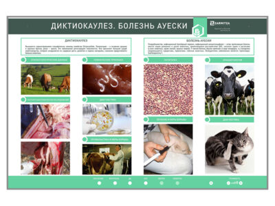 Электрифицированный стенд  «Диктиокаулез. Болезнь Ауески»
