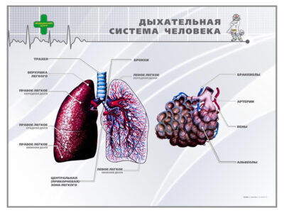 Стенд "Дыхательная система человека"