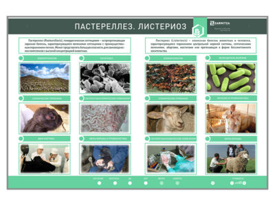 Электрифицированный стенд  «Пастереллез. Листериоз»