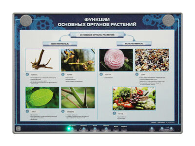 Электрифицированный стенд "Функции основных органов растений"
